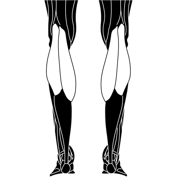 Gastrocnemius