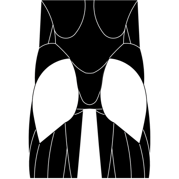 Gluteus Maximus