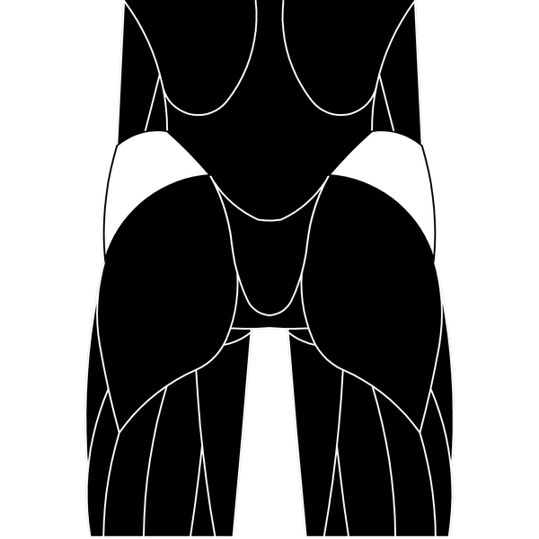 Gluteus Medius