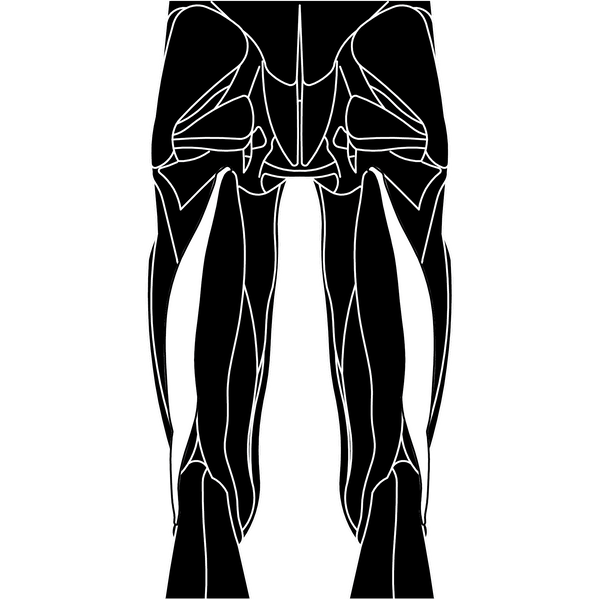 Bicep Femoris