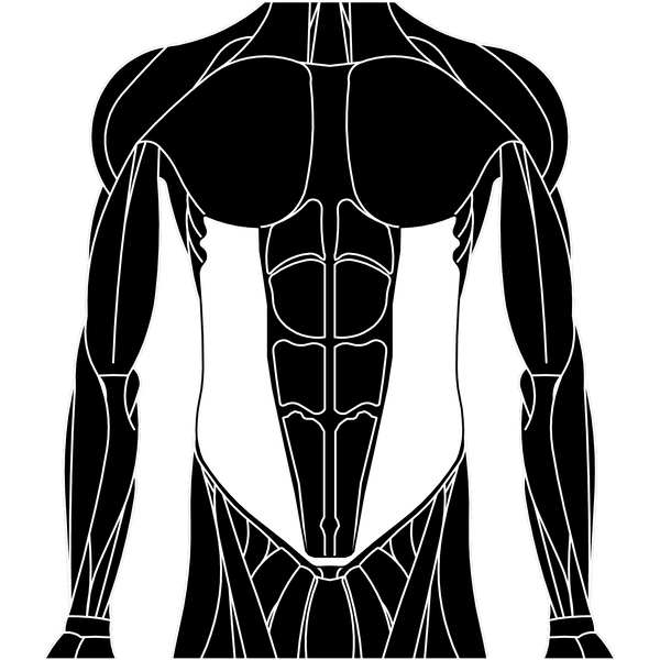 External Oblique
