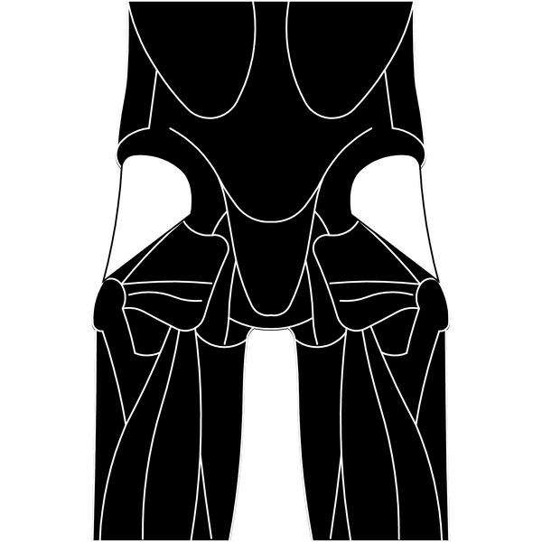 Gluteus Minimus