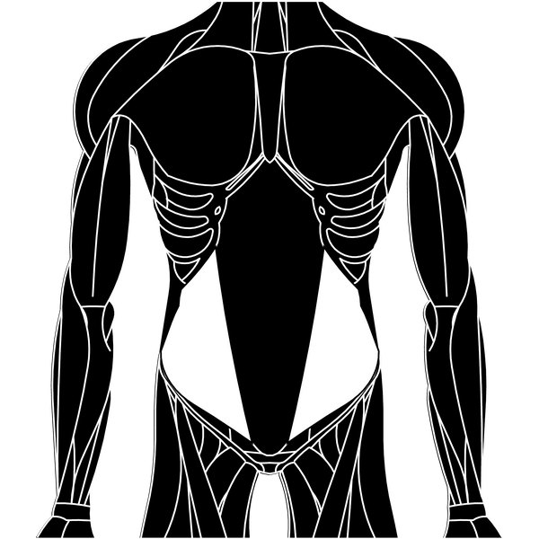 Internal Oblique
