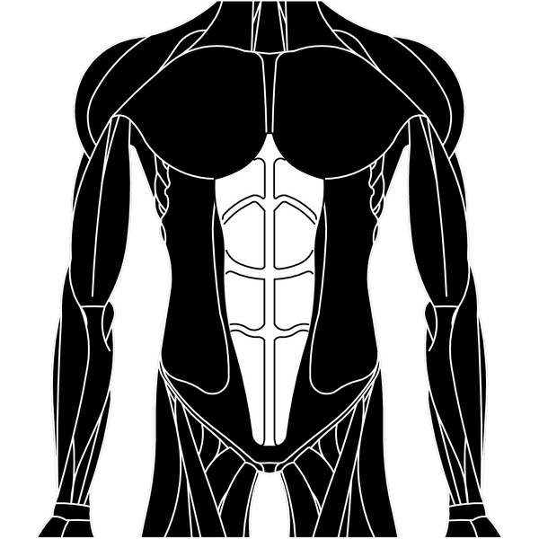 Rectus Abdominis