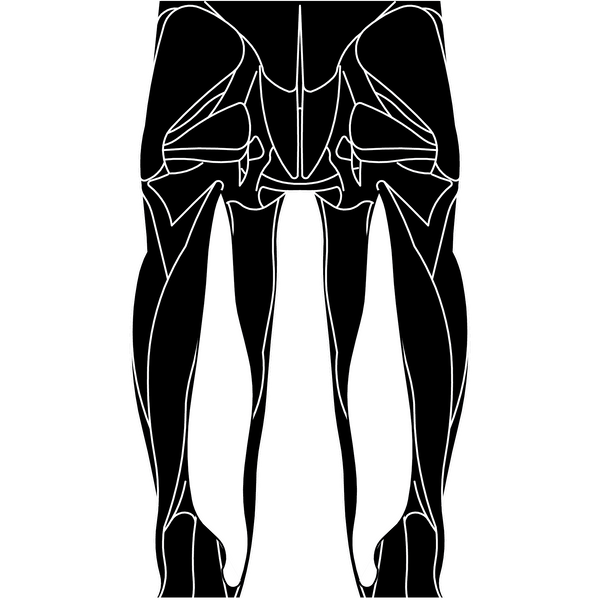 Semimembranosus