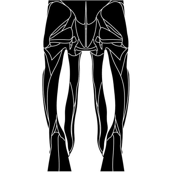 Semitendinosus