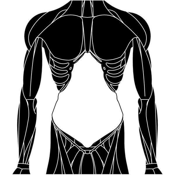 Tranversus Abdominis